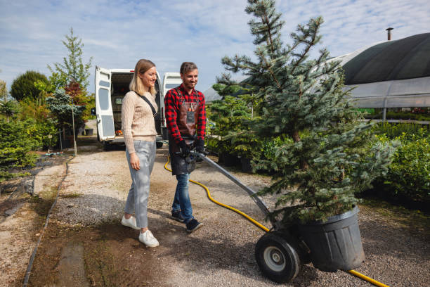 Trusted St Marys, OH Tree Care Services Experts